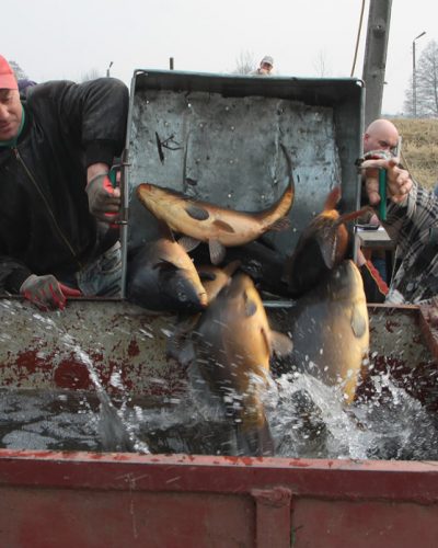 Odławianie ryb w gospodarstwie rybackim Ruda Różaniecka Dębowy Dwór na Roztoczu